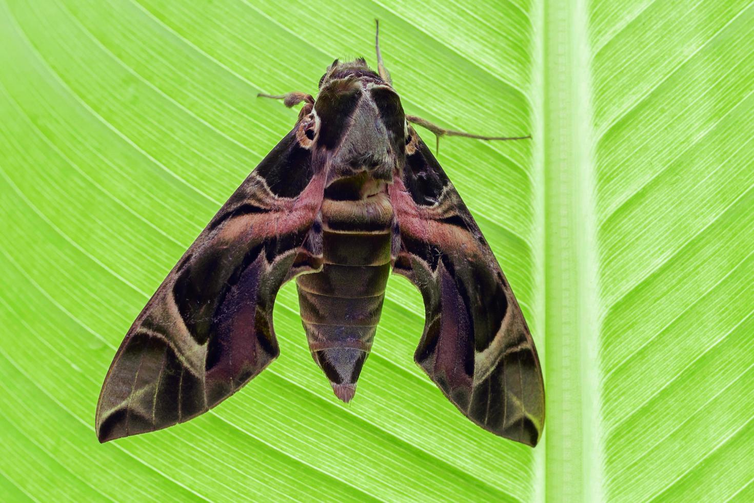 Oleander Hawk Moth on green banana leaf photo