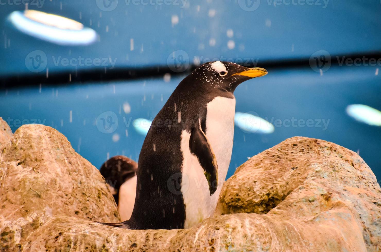 A penguin on  rock photo