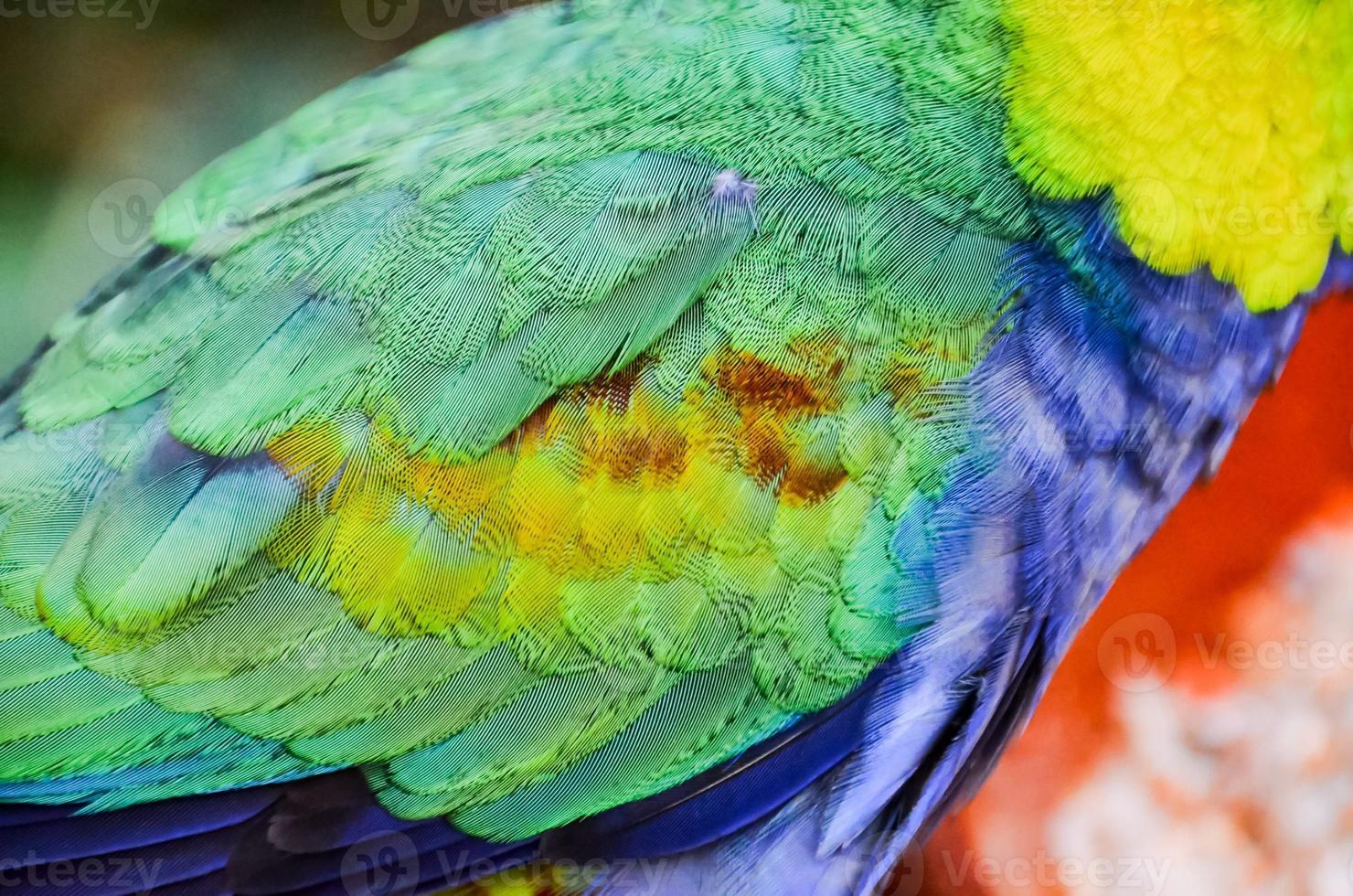 Green, yellow and blue feathers photo