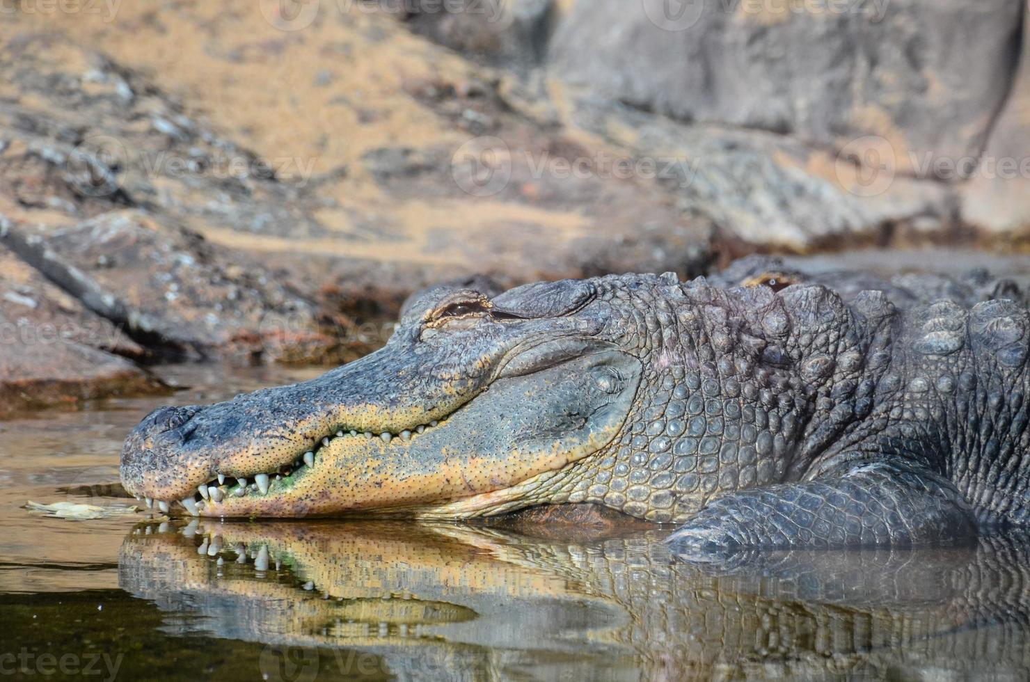 A large crocodile photo