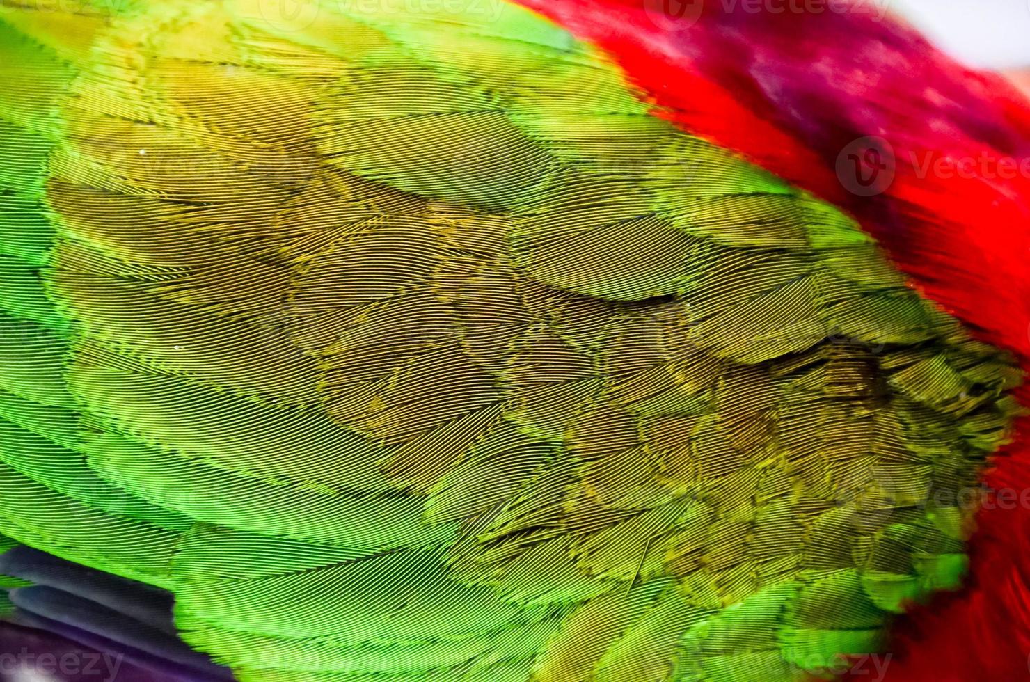 Green and red feathers photo