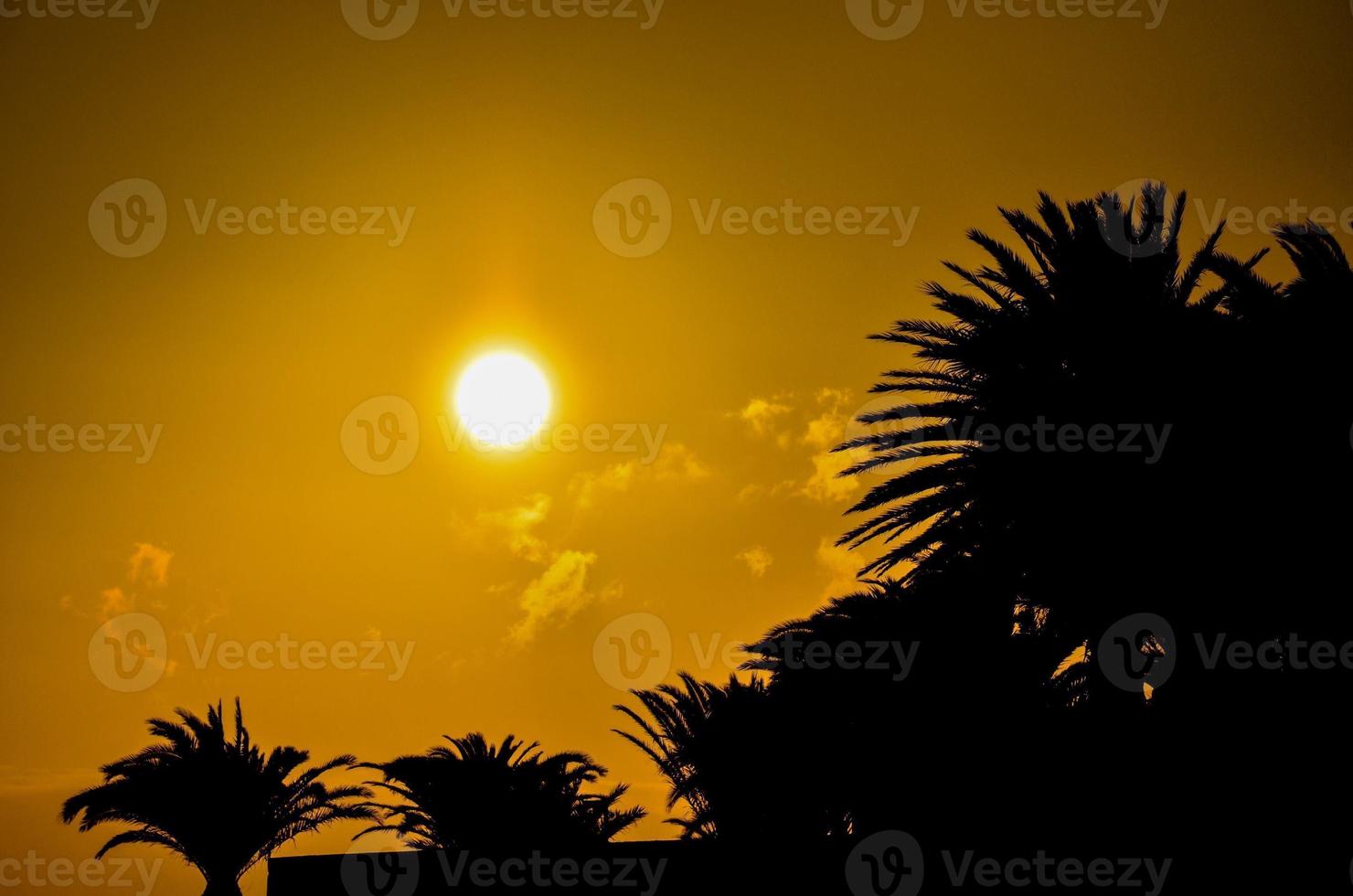 Beautiful sunset and palm trees photo