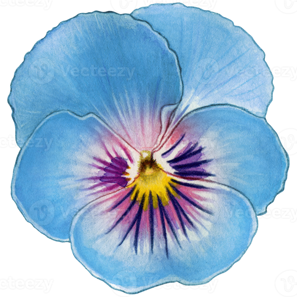 Watercolor hand drawn pansy png