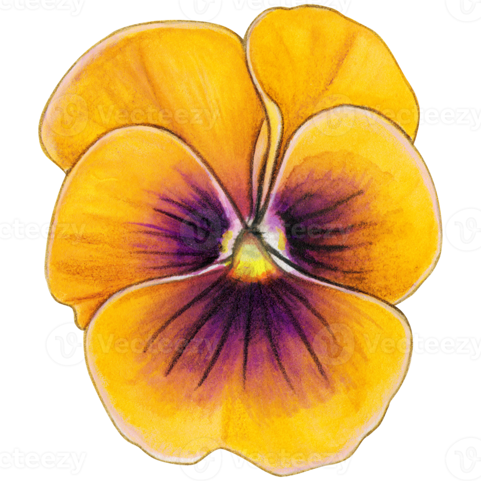 Watercolor hand drawn pansy png