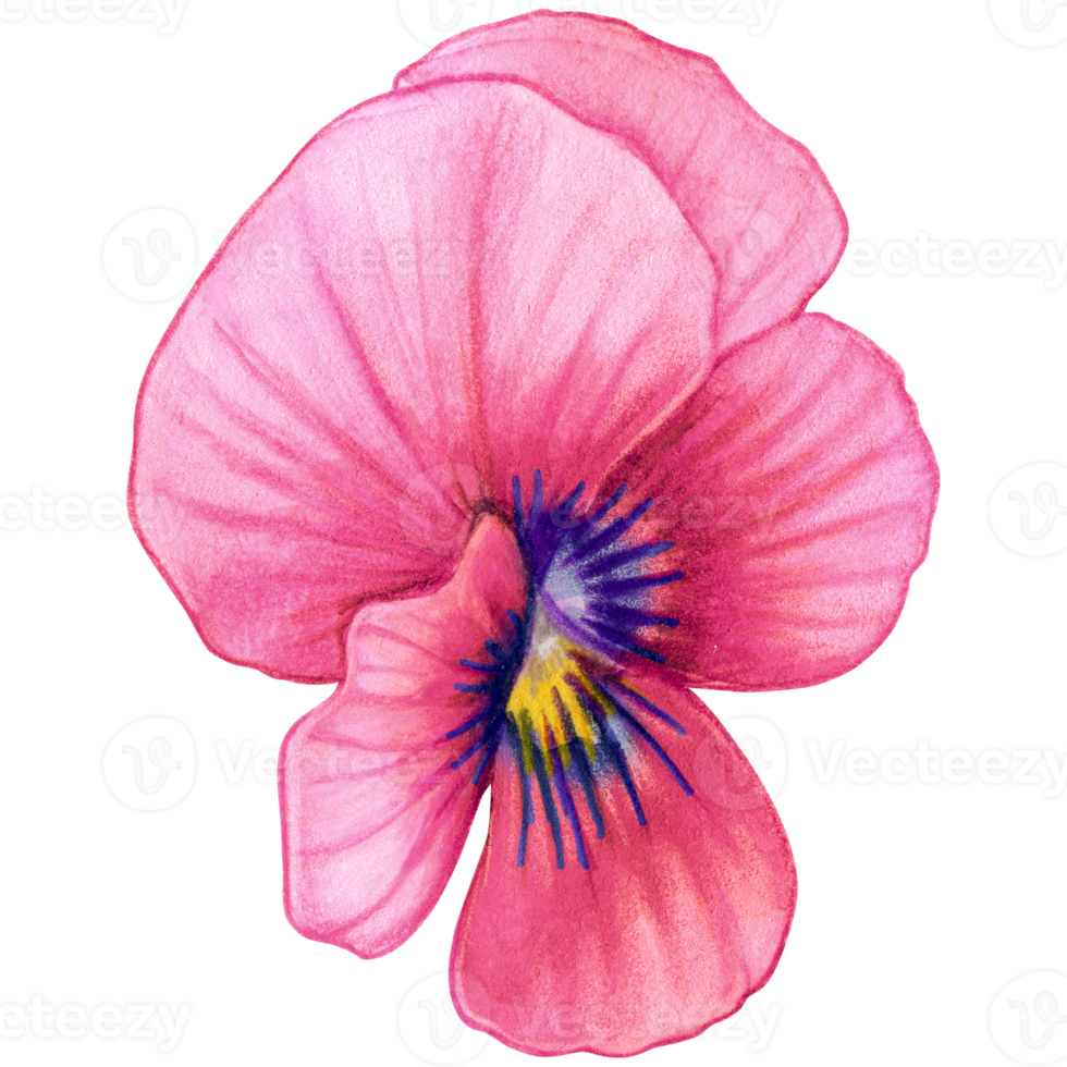 Watercolor hand drawn pansy png