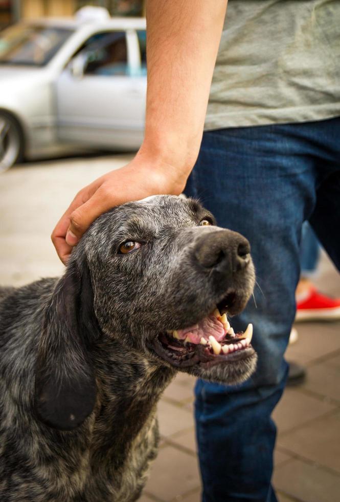 An old street dog rejoices when a man strokes him. photo