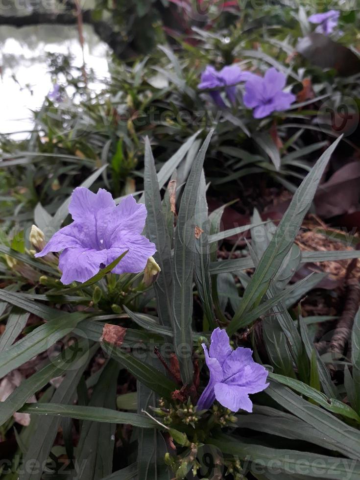 purple flower in the garden with green leaf photo