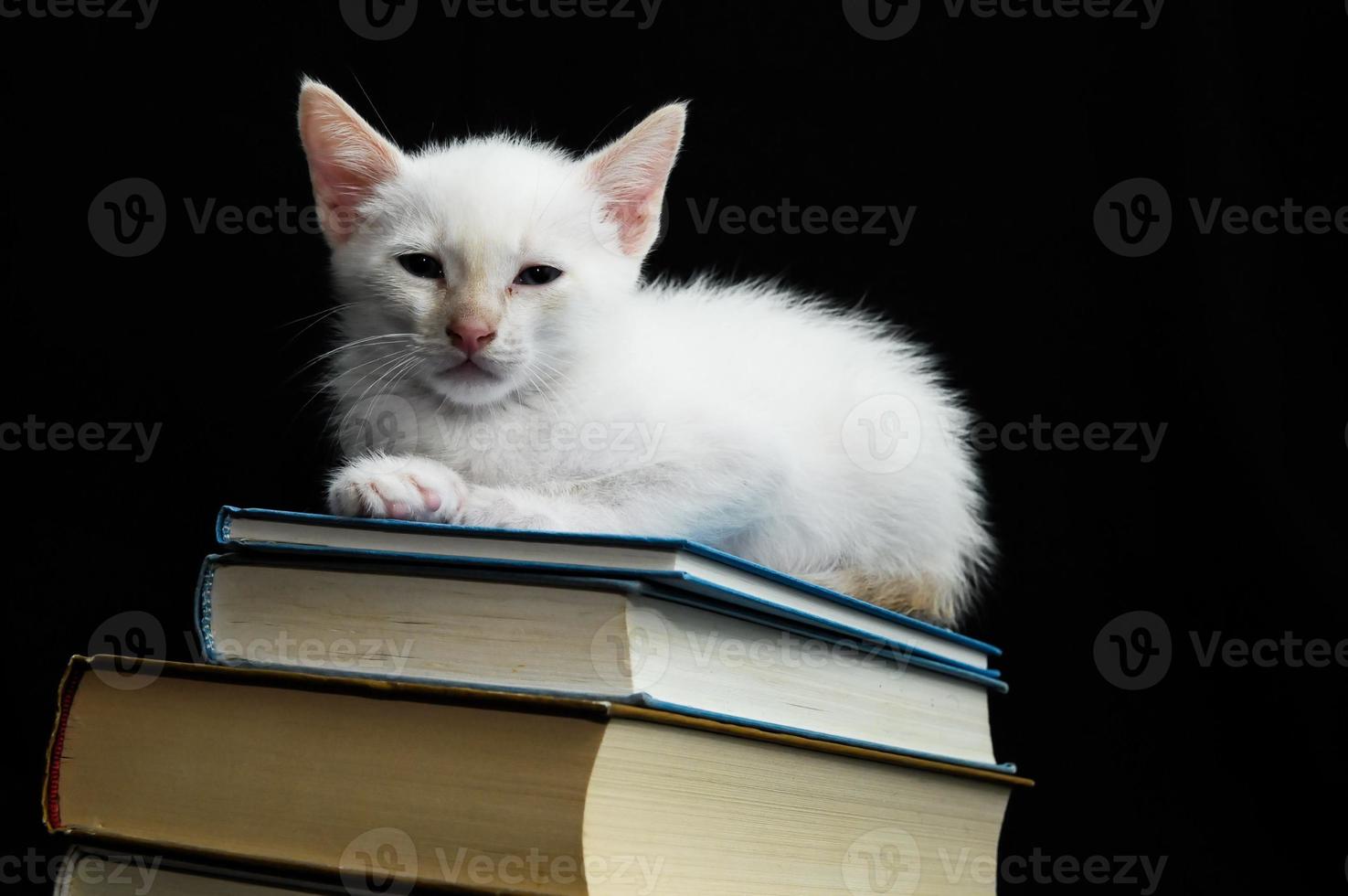 White cat sitting on books photo