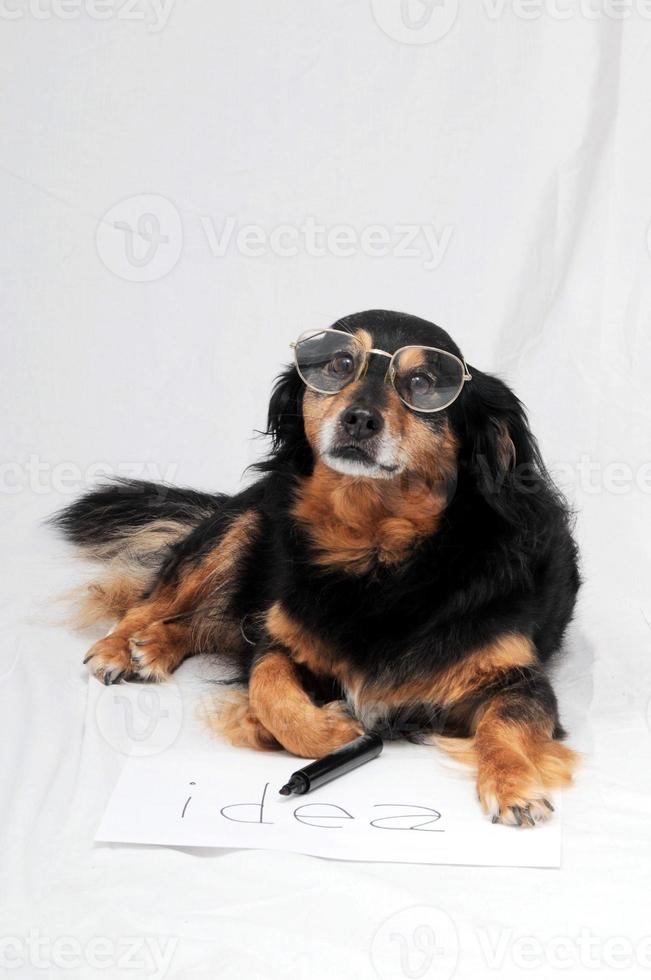 A dog with glasses photo