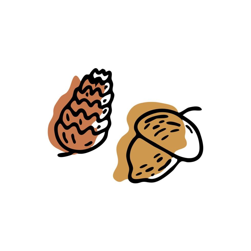 Acorn and pine cone. Doodle vector isolated