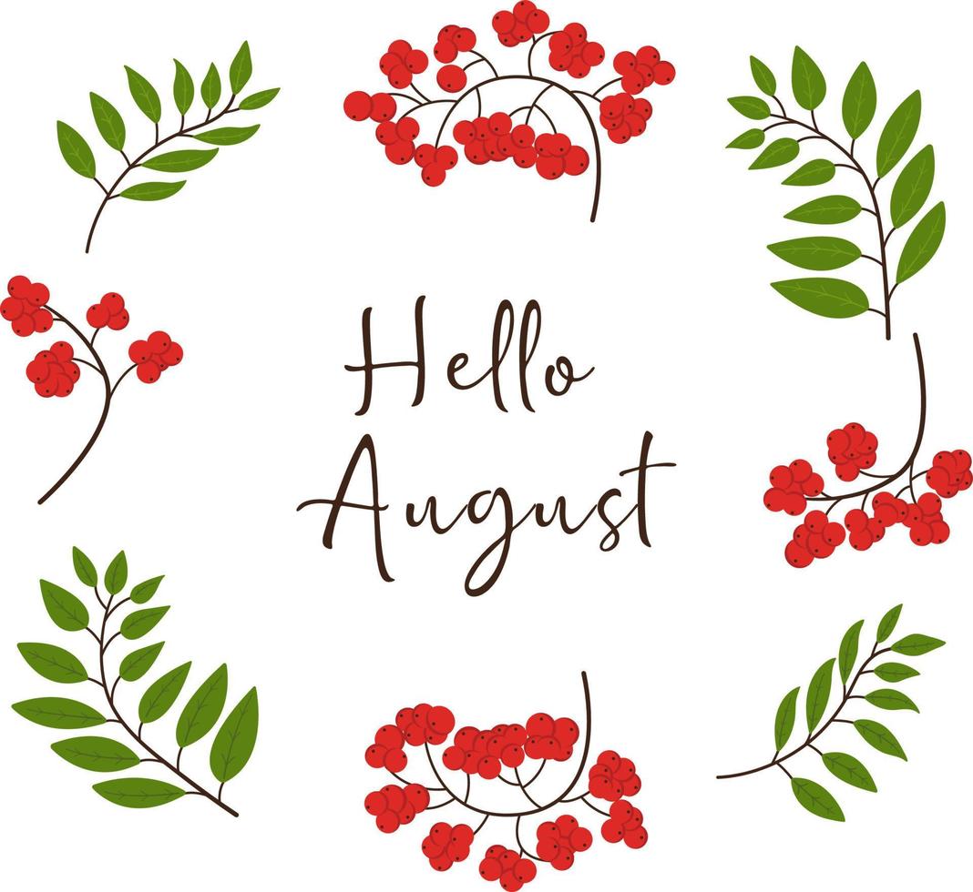 Hello August background with rowan branches. Vector illustration. Colorful. Red and green. Nature