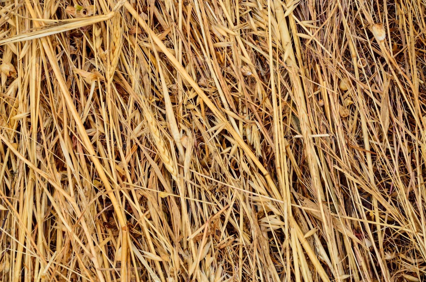 Yellow dry hay photo