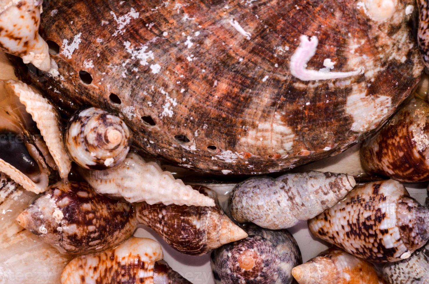 Background with seashells photo