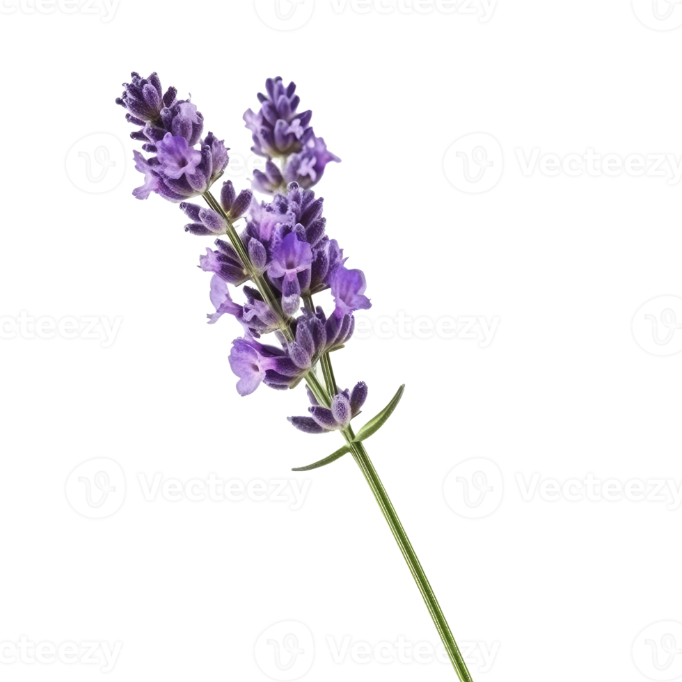 Lavender flower isolated. png