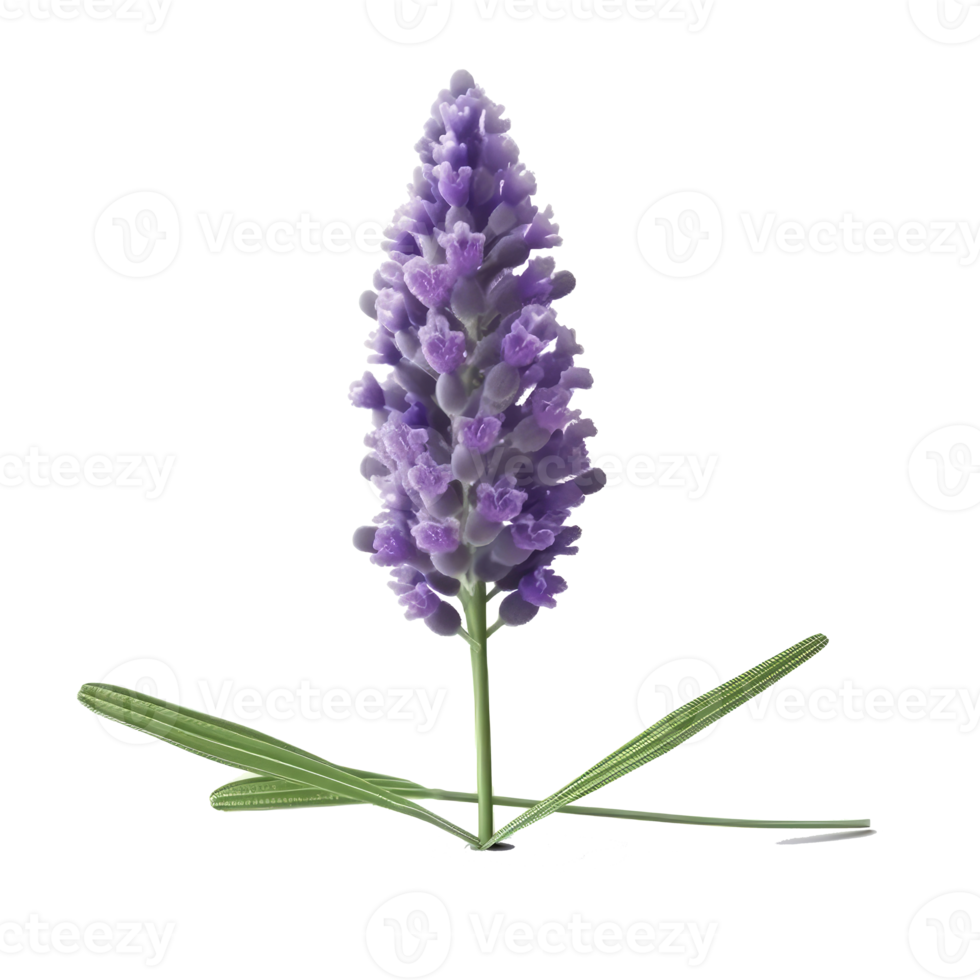 lavanda flor isolado. png