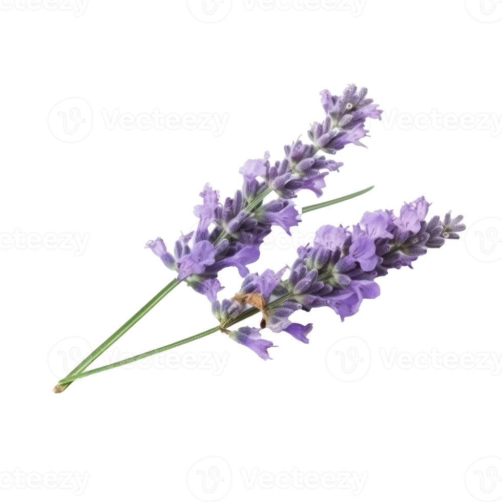 Lavendel Blume isoliert. png
