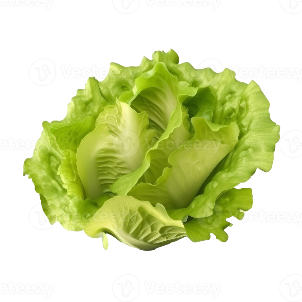 Green lettuce isolated. png