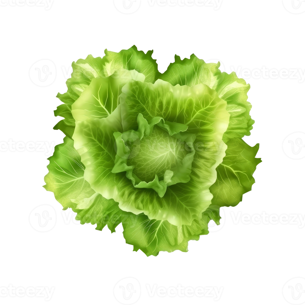 Green lettuce isolated. png