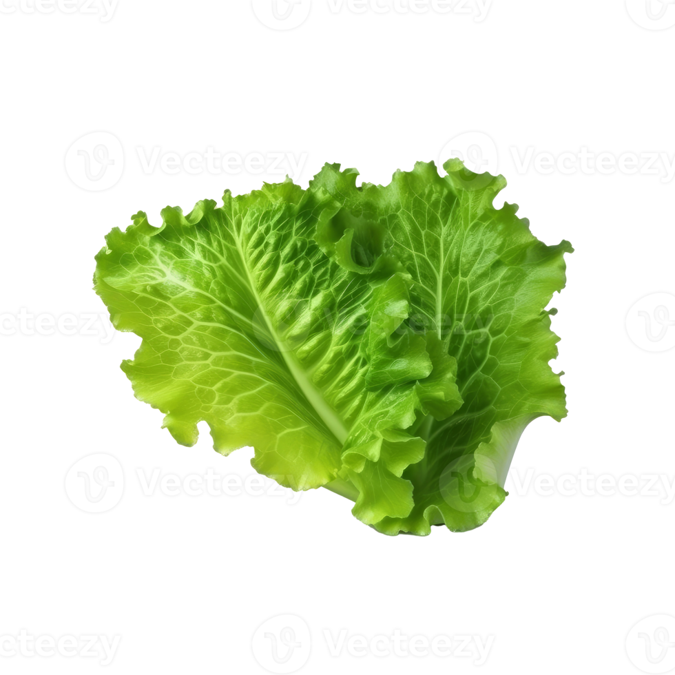 Green lettuce isolated. png