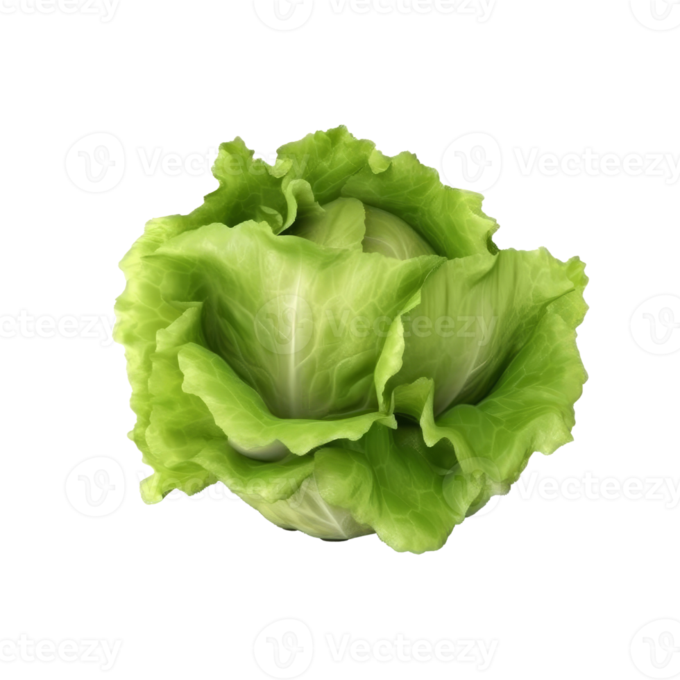 Green lettuce isolated. png