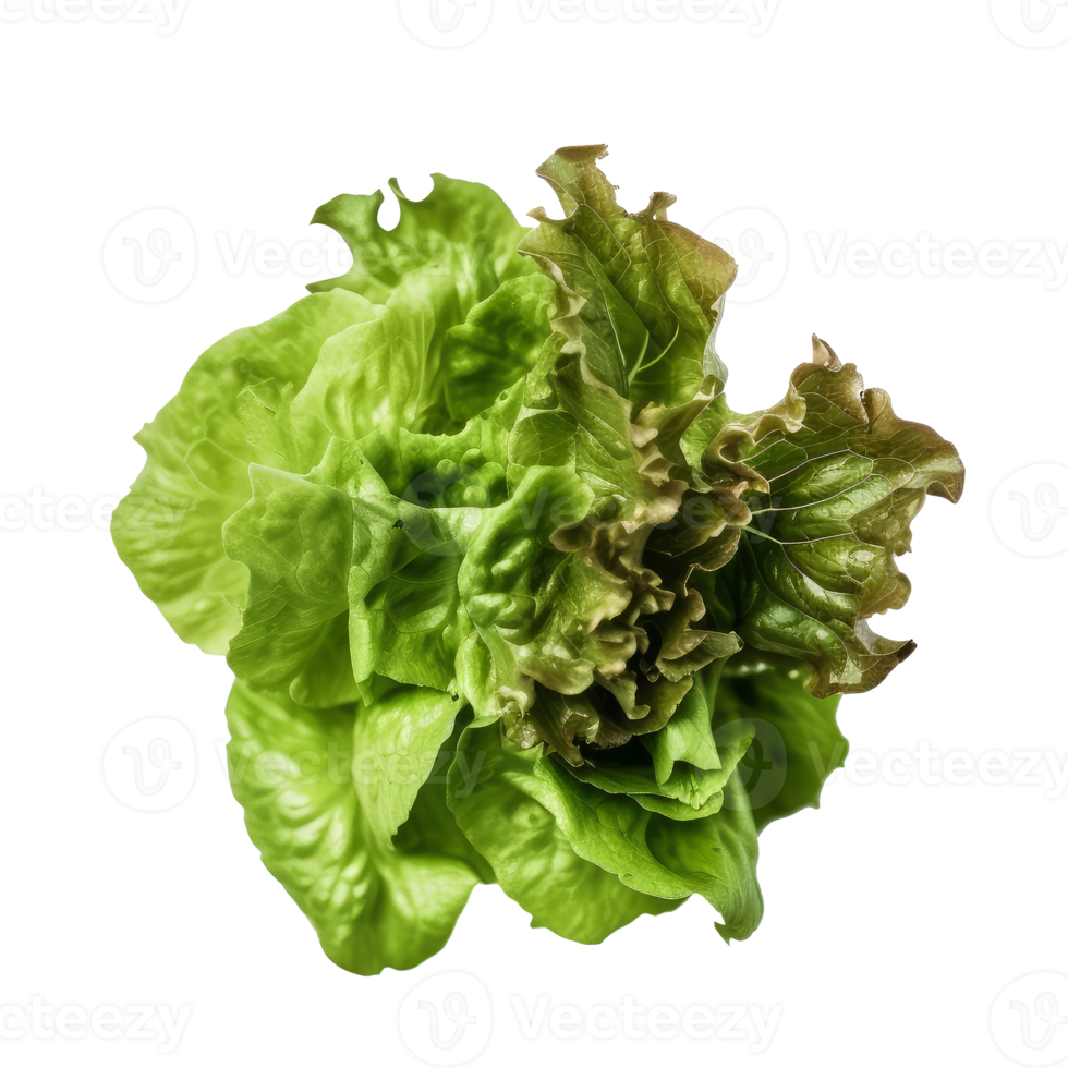 vert salade isolé. png