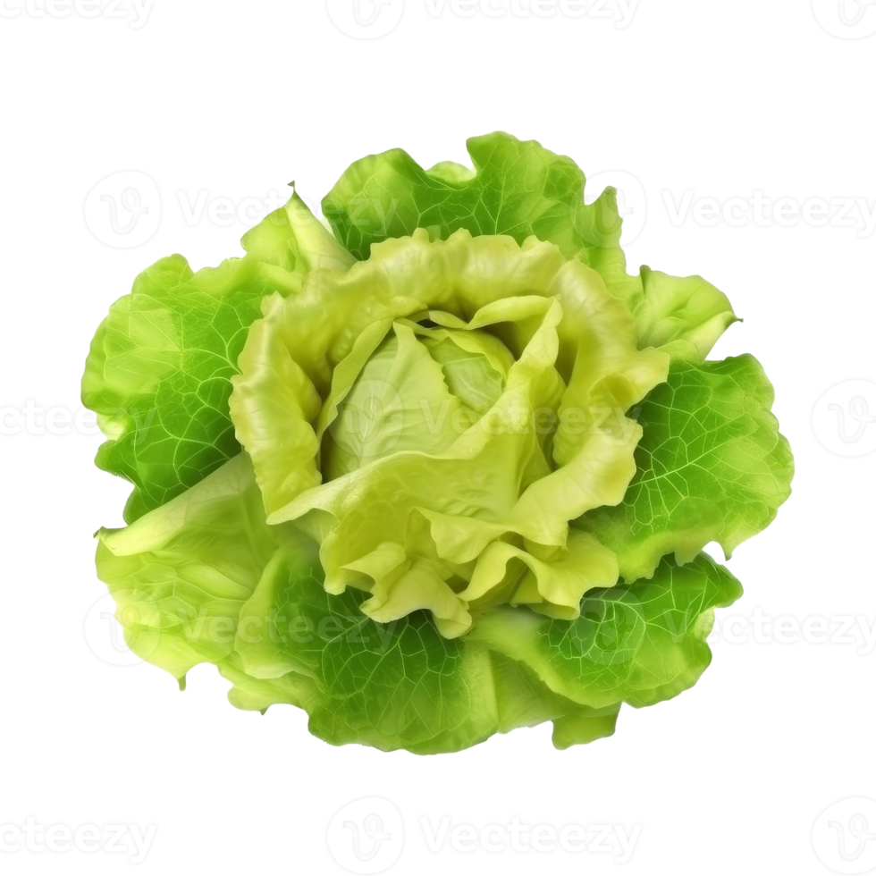 Green lettuce isolated. png