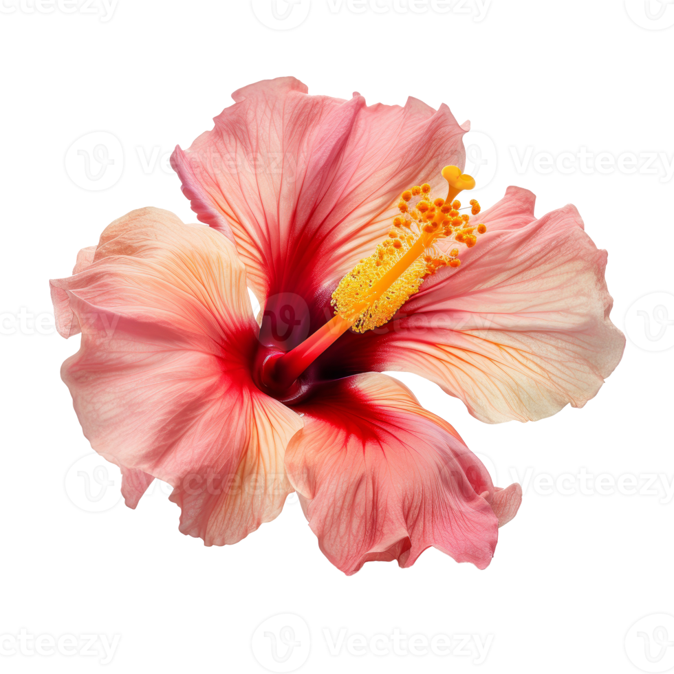 Hibiscus flower isolated. png