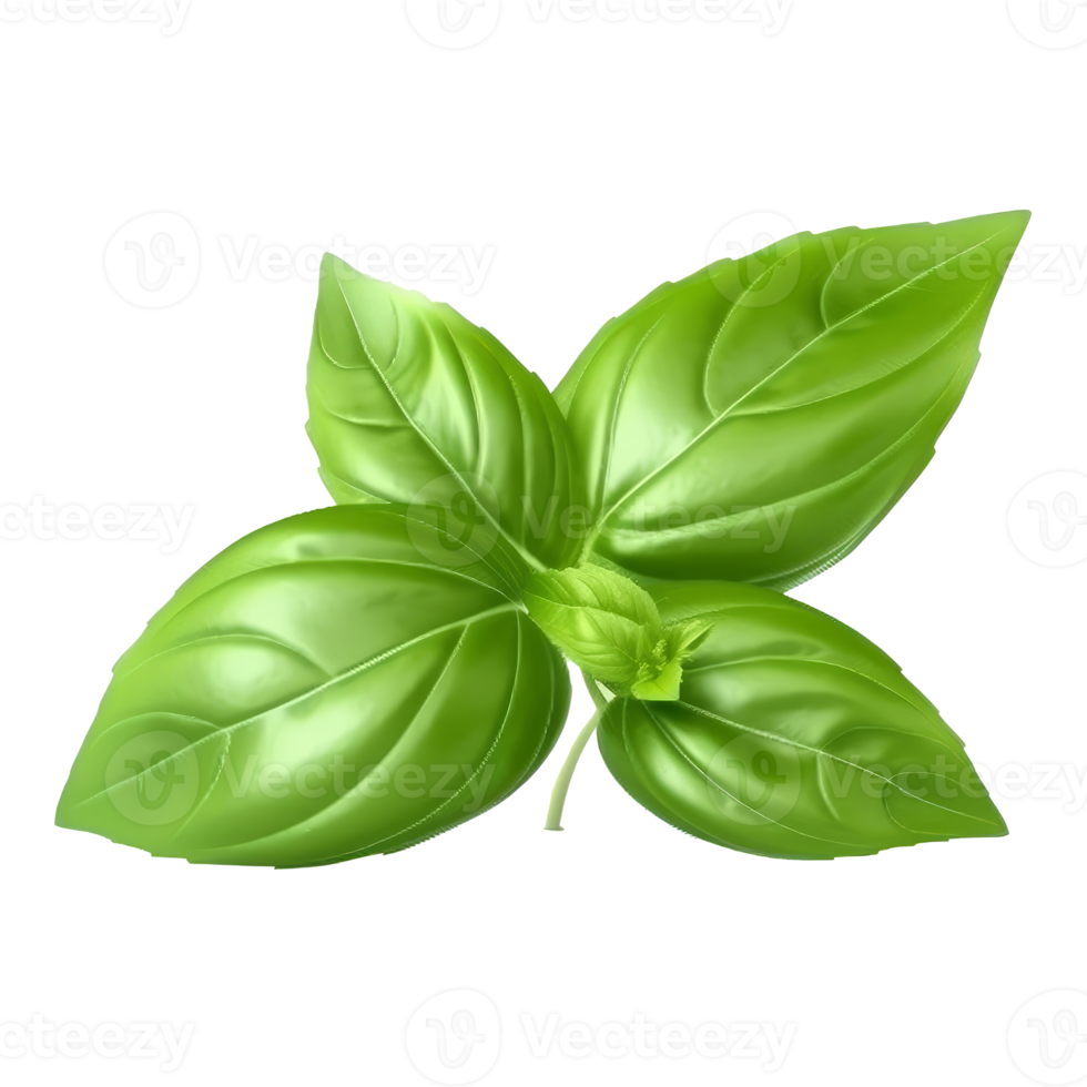 Basil leaf isolated. png