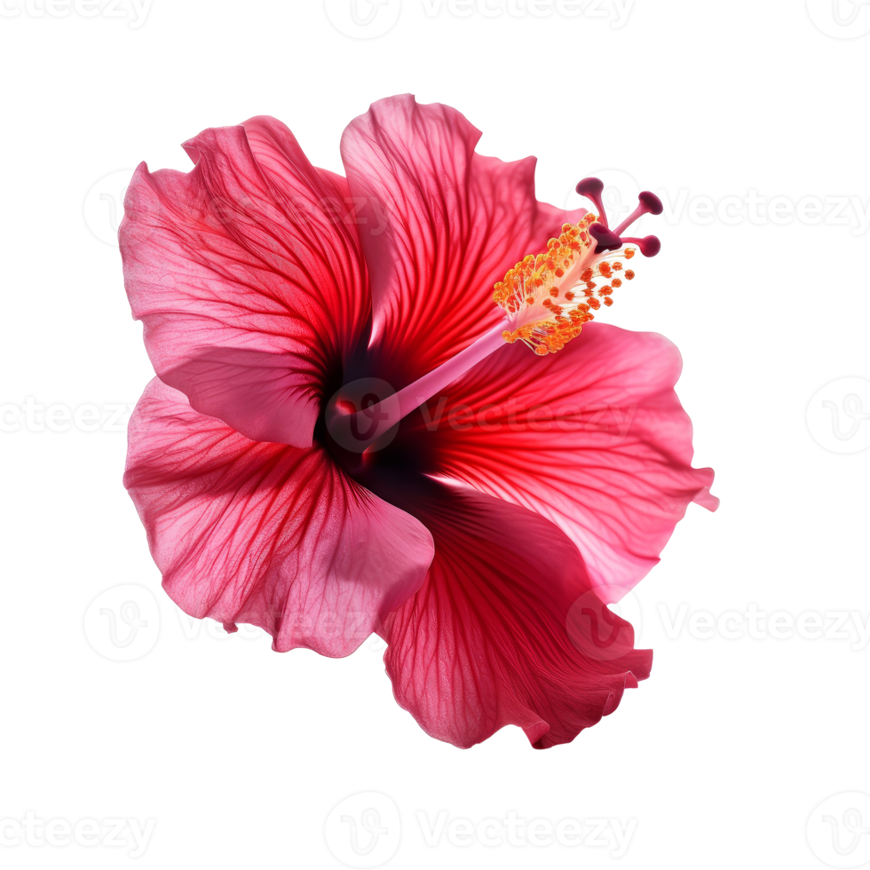 Hibiscus flower isolated. png