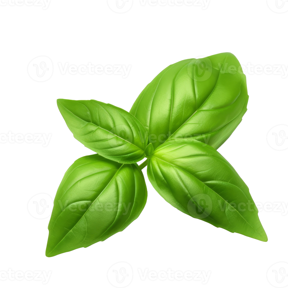 Basil leaf isolated. png