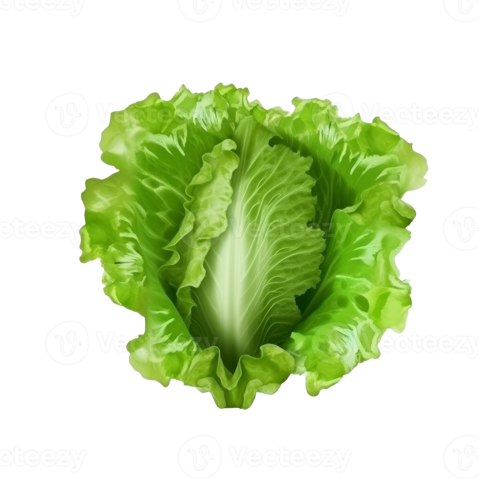 vert salade isolé. png