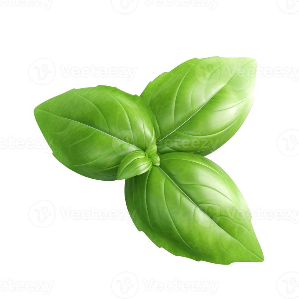 Basil leaf isolated. png