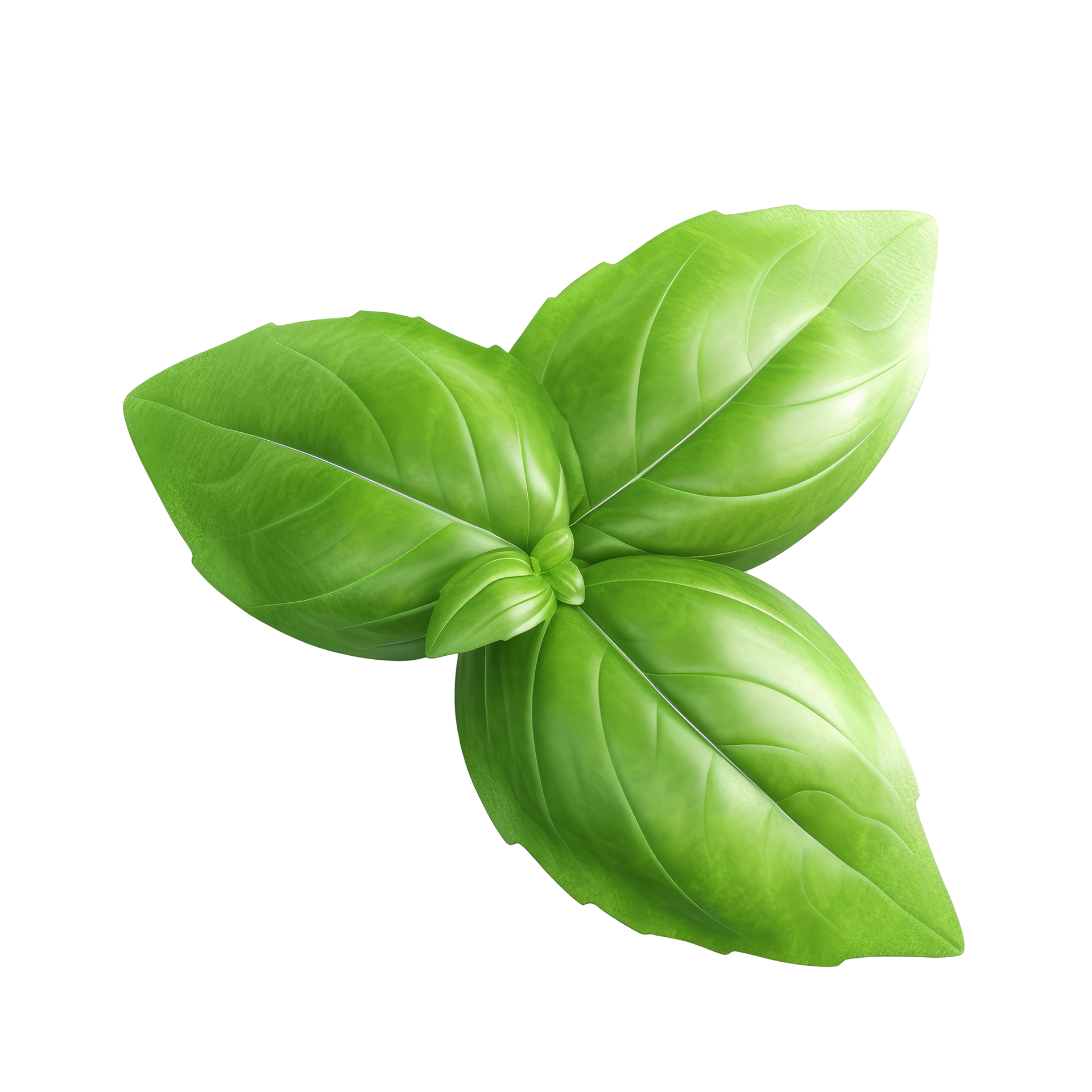Basil leaf isolated. 22149351 PNG