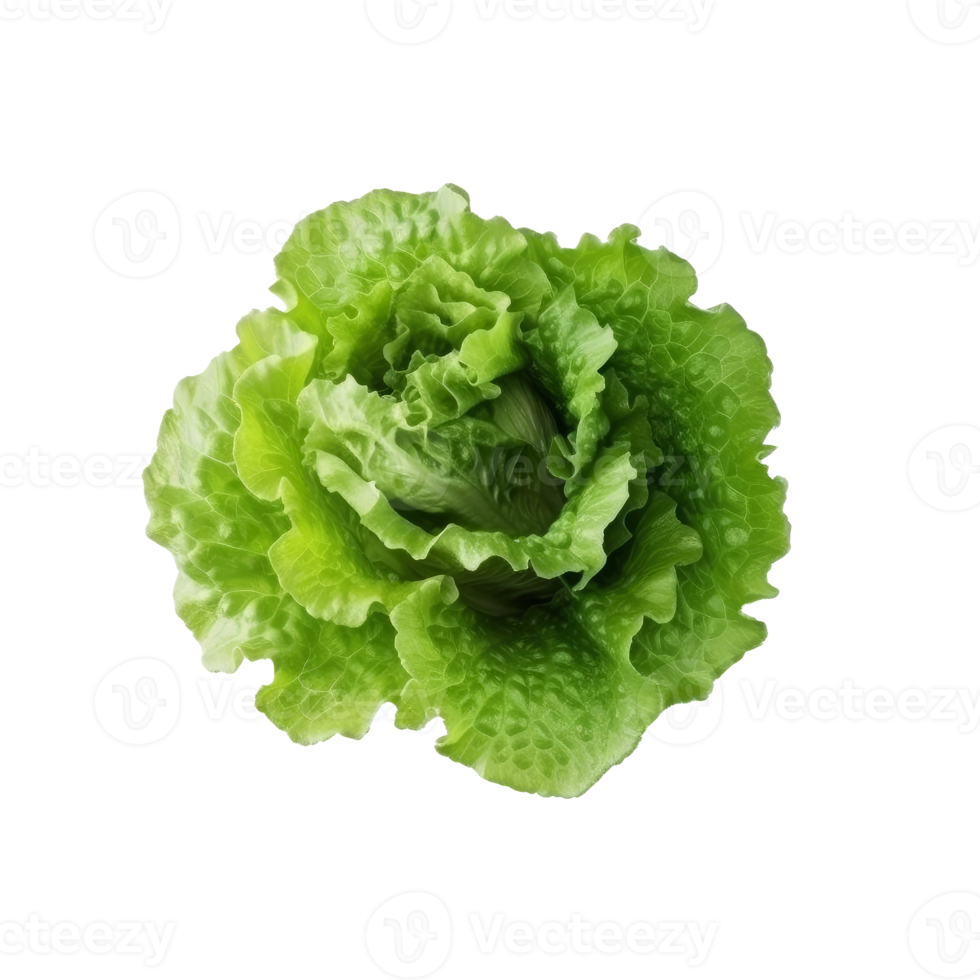Green lettuce isolated. png