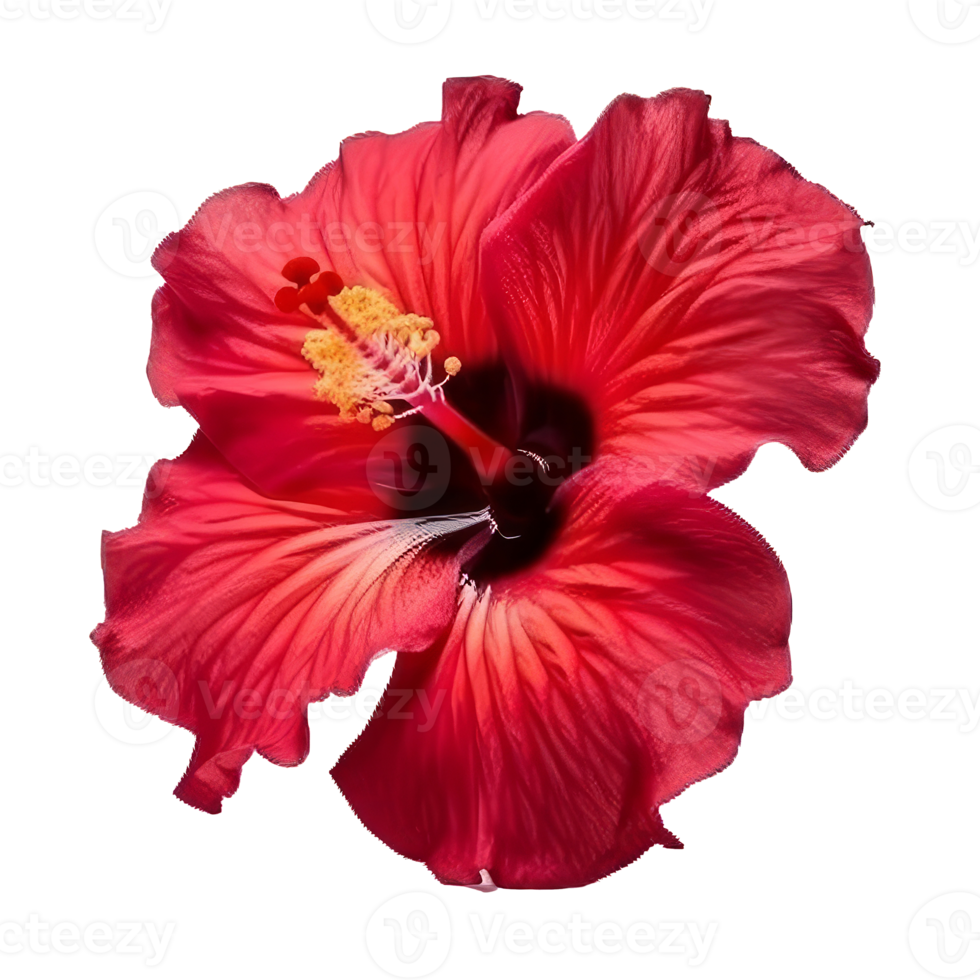 hibiscus-flower-isolated-22149366-png