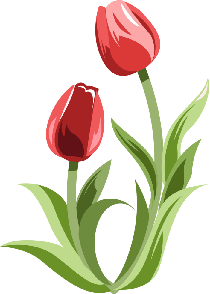 tulipano png grafico clipart design