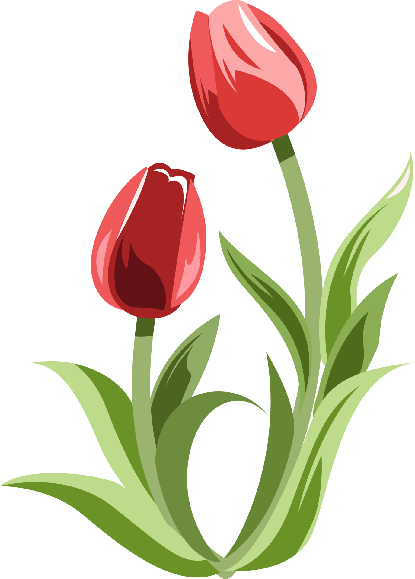 Tulip png graphic clipart design 22149473 PNG