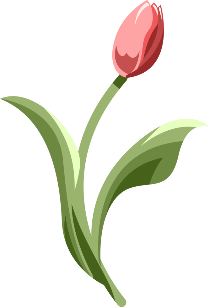 Tulip png graphic clipart design