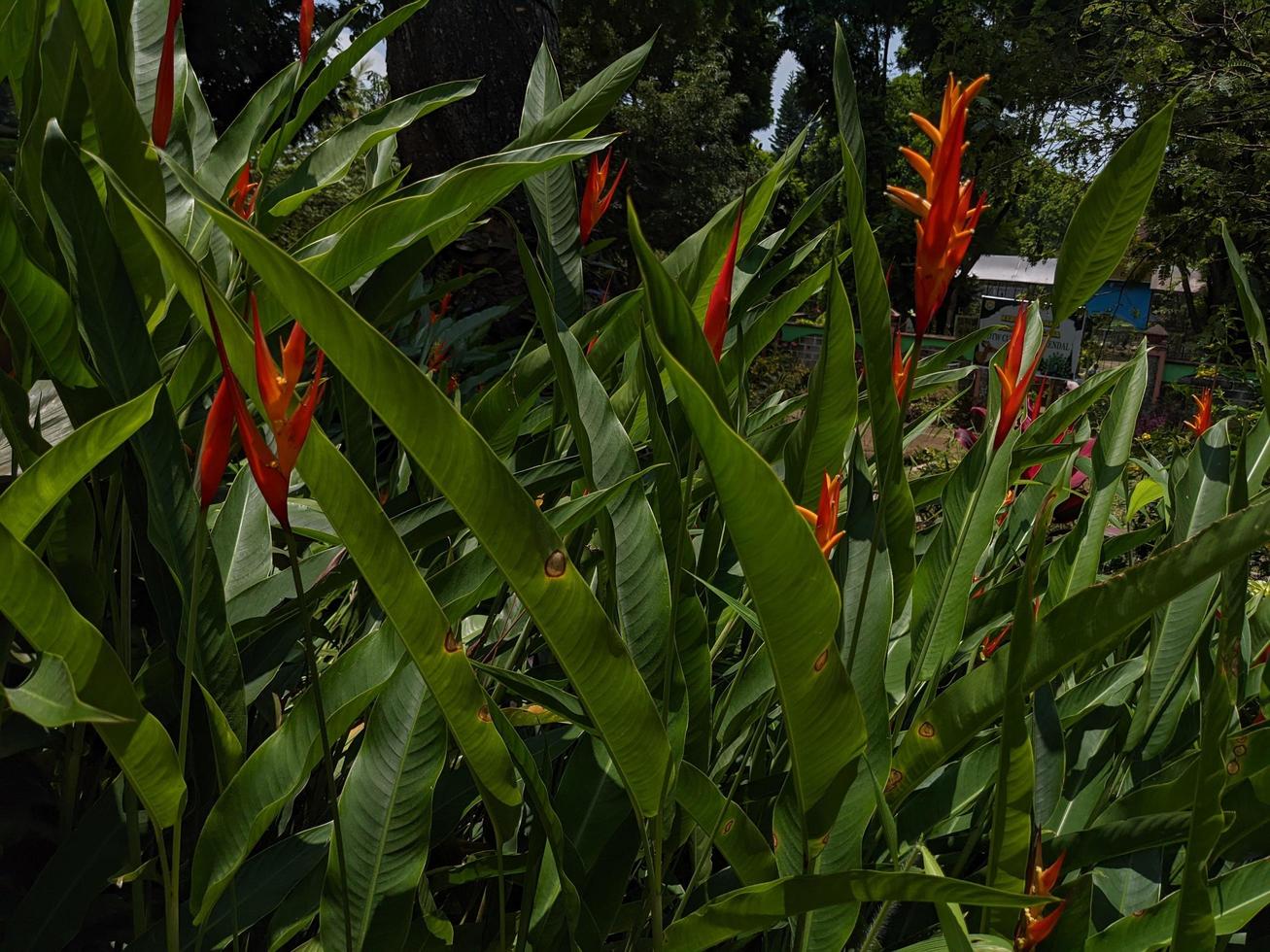 blanco, azul y rojo decorativo flor en el espalda yarda jardín. el foto es adecuado a utilizar para naturaleza antecedentes y contenido medios de comunicación.