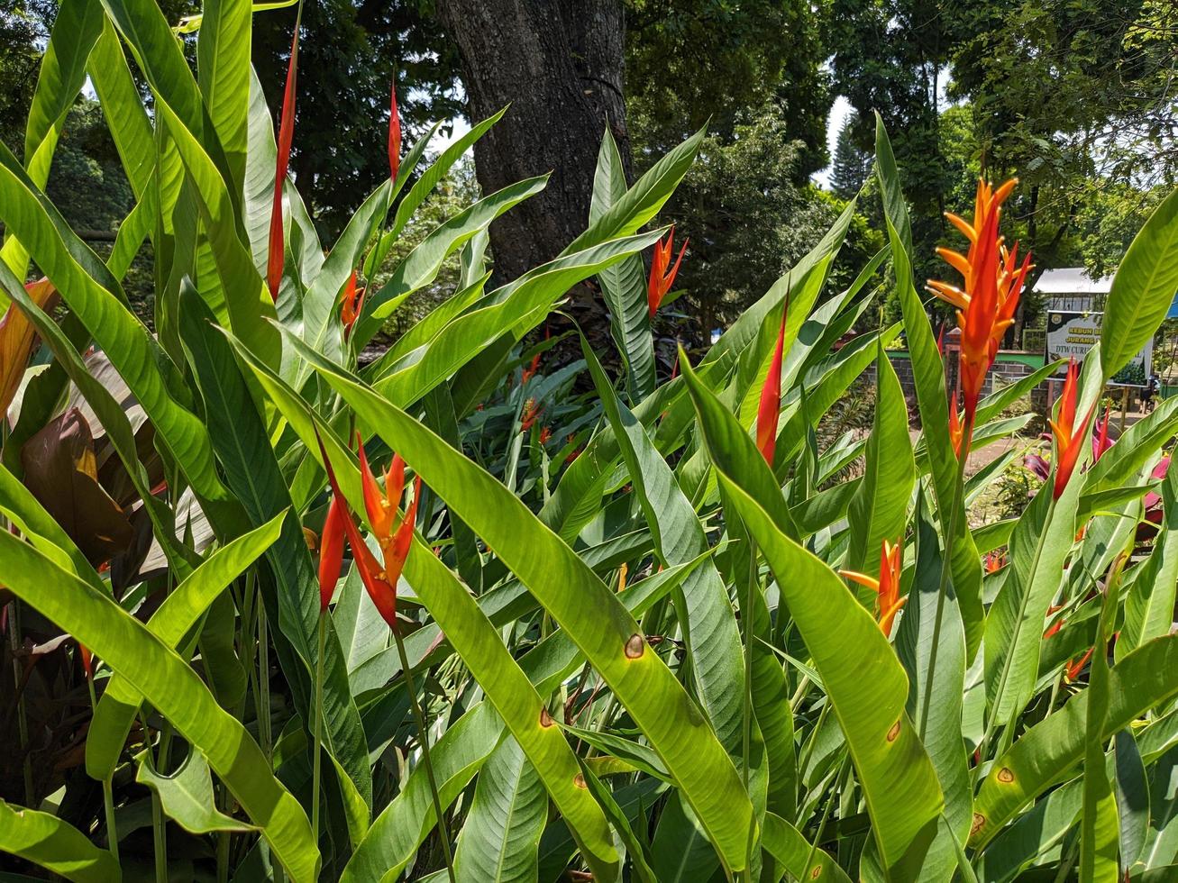 blanco, azul y rojo decorativo flor en el espalda yarda jardín. el foto es adecuado a utilizar para naturaleza antecedentes y contenido medios de comunicación.