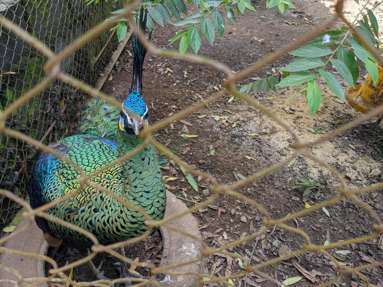 Close up peacock bird on the mini zoo Semarang Central Java. The photo is suitable to use for nature animal background, zoo poster and advertising.