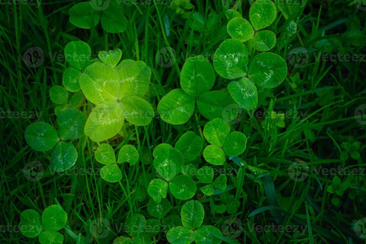 green clover leaves background with some parts in focus photo