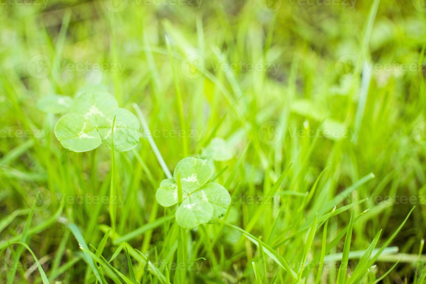 green clover leaves blured background with some parts in focus photo