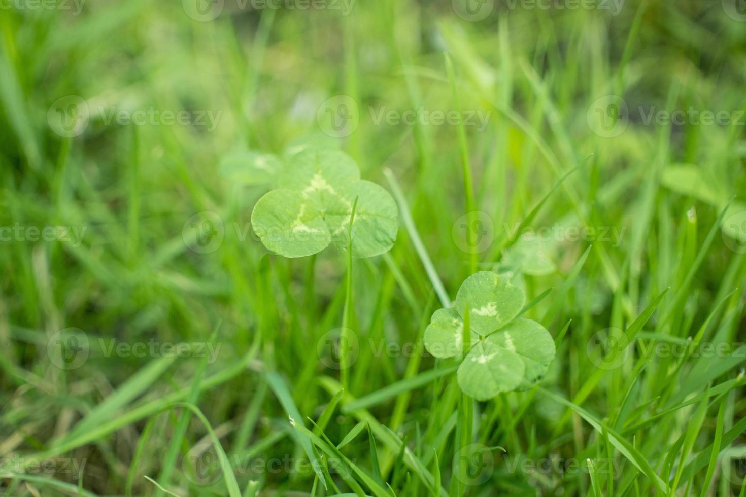 green clover leaves background with some parts in focus photo