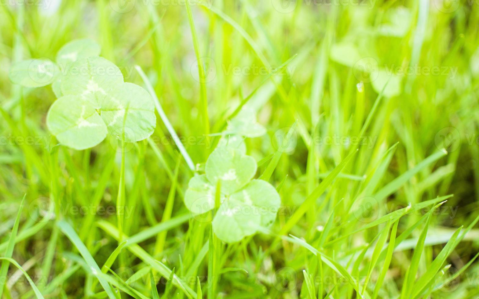 green clover leaves background with some parts in focus photo