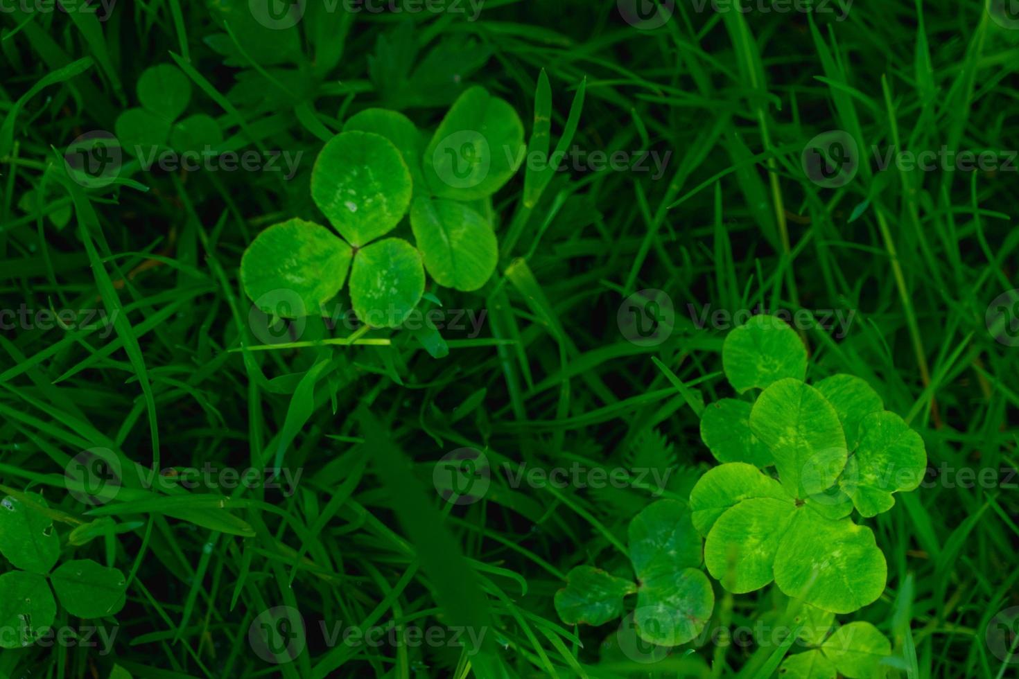 green clover leaves background with some parts in focus photo