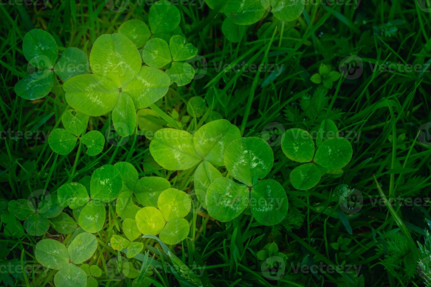 green clover leaves background with some parts in focus photo