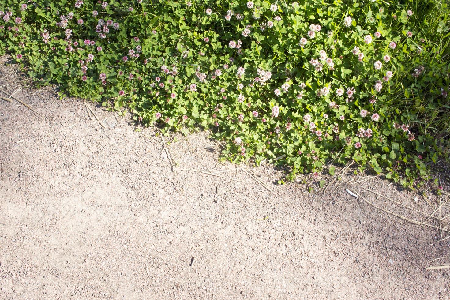Color photo of a field of clover in grass