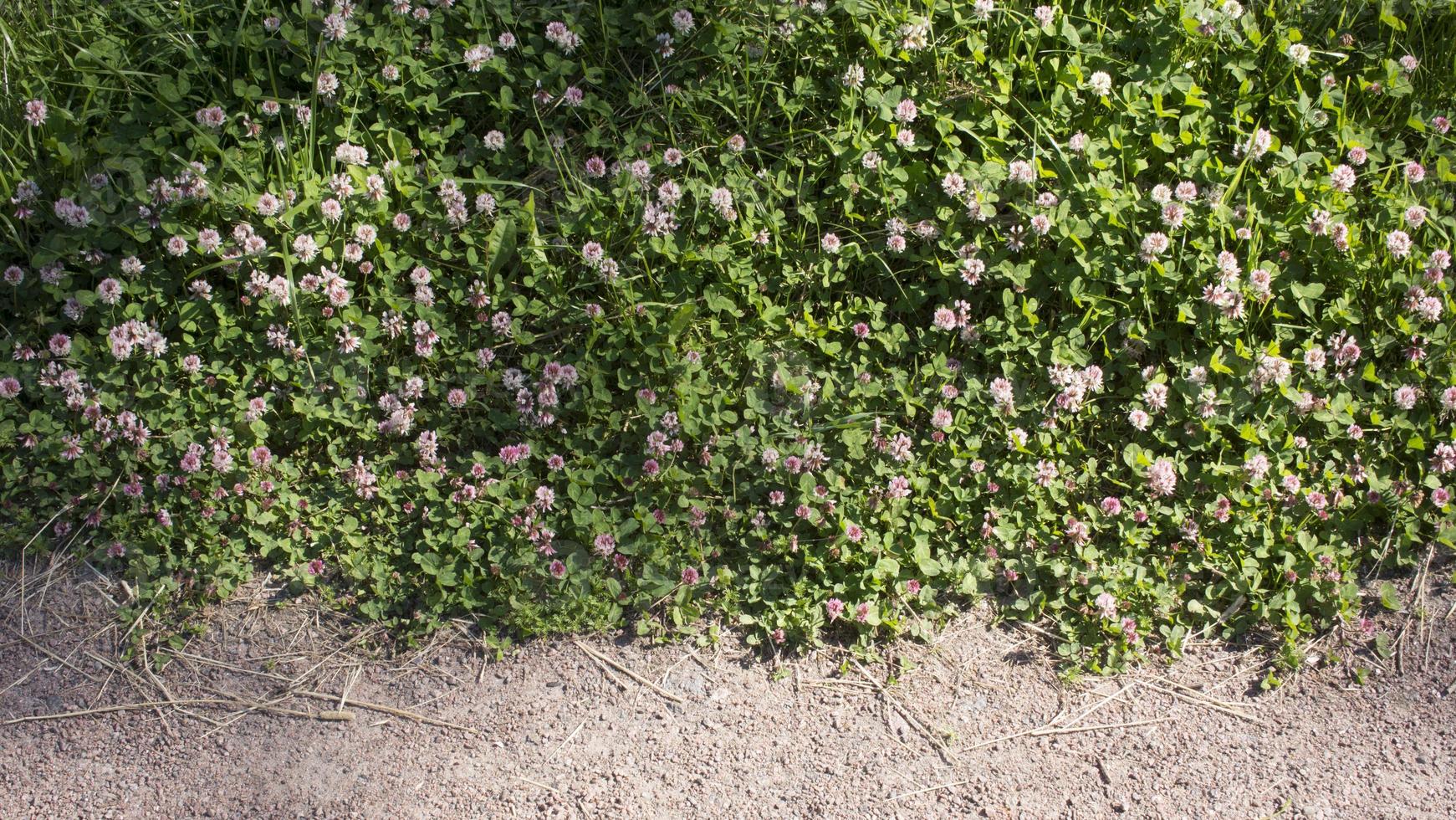 Color photo of a field of clover in grass