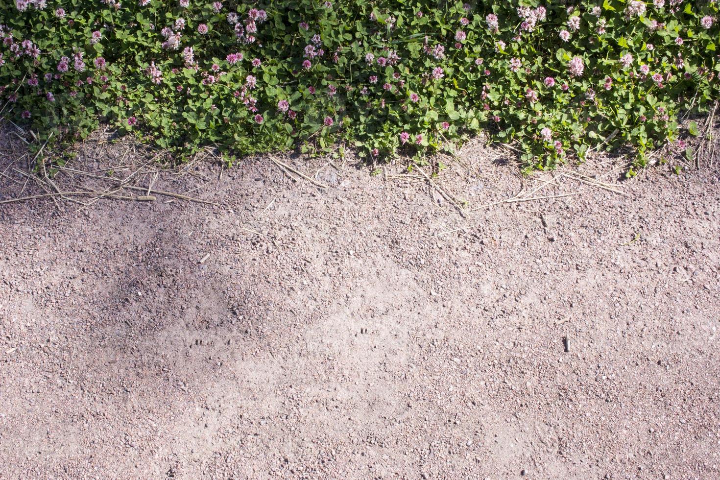 Color photo of a field of clover in grass